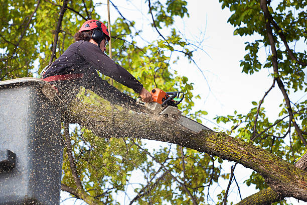 Best Residential Tree Removal  in Dunlap, IN